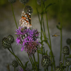 INSECTS