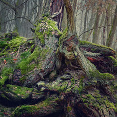 A RAINY DAY IN THE FOREST II