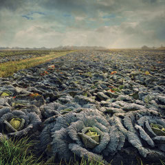 SAVOY CABBAGE