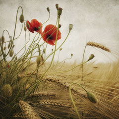 POPPY TIME AGAIN