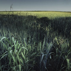 FIELD STUDY #8