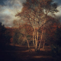 THE RUSTY REALM