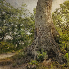 OAK, SUNLIGHT