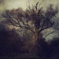 WHAT WE LEFT BEHIND