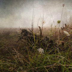 DAYS OF FOG AND WONDER VIII