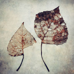 <span style="font-family: Ubuntu Condensed; letter-spacing:0.3em;">POPULUS NIGRA</span><br>