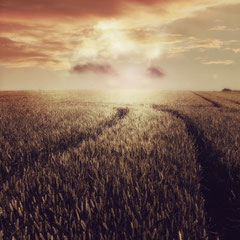 FIELD STUDY #9