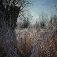 ICED WORLD