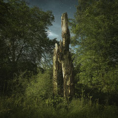 NOTES FROM THE FOREST DIARY - DAY 46