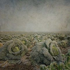 CABBAGE FIELD