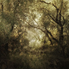 IN AN OLIVE GROVE