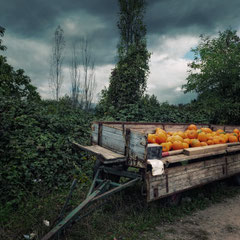 LANDSCAPE WITH PUMPKINS