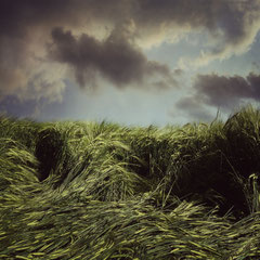 FIELD STUDY #10