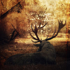 THE STAG