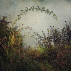 ROSE HIP