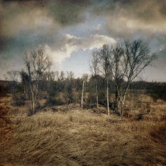 THE SKY THE TREES AND ALL THAT WAS LEFT