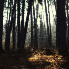 ANOTHER FOREST STORY