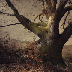 THE FOREST KING