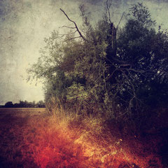 FIELD MARGINS