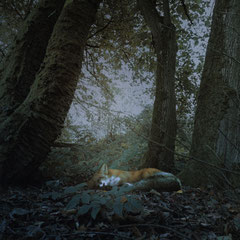 SLEEPING BEAUTY
