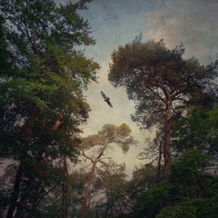 BUZZARD