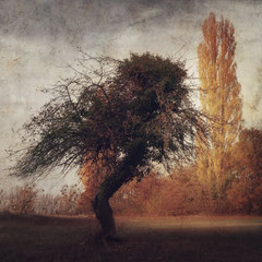 THE APPLETREE