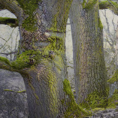 MOSS ON OAKS