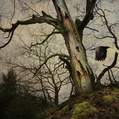 BLACK WINGED MESSENGER | PART XIII