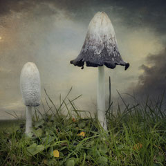 COPRINUS COMATUS IV