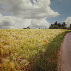 <span style="font-family: Ubuntu Condensed; letter-spacing:0.3em;">BARLEY FIELD</span><br>