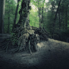 INTO THE WOODS