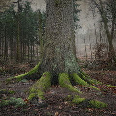 A RAINY DAY IN THE FOREST III
