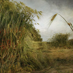 FIELD STUDY #32