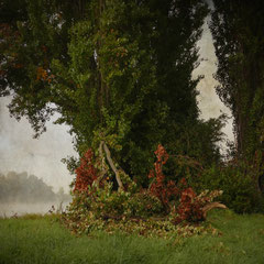 RIVERSIDE POPLARS III