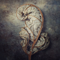 CELLO (PART II)