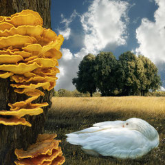 MUSHROOMS