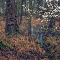 INTO THE SWAMP