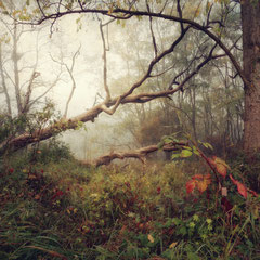 DAYS OF FOG AND WONDER III