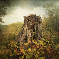SEPTEMBER LAND II