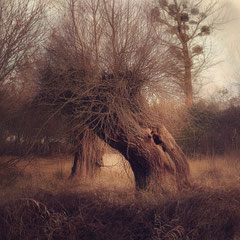 WILLOW