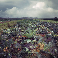 CAULIFLOWER FIELD