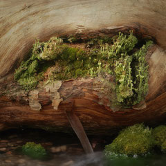 LICHEN