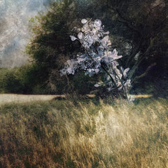 IMAGINARY LANDSCAPE