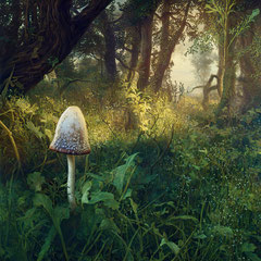 <span style="font-family: Ubuntu Condensed; letter-spacing:0.3em;">MUSHROOM MORNING (REMIX)</span><br>