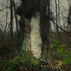 NOTES FROM THE FOREST DIARY - DAY 56