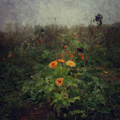NOVEMBER FLOWERS I
