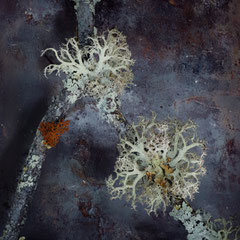LICHEN III