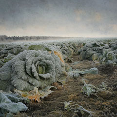 CABBAGE FIELD II