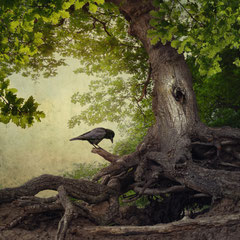 BLACK WINGED MESSENGER | PART XXII