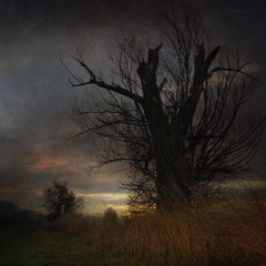 FIELD, DAYBREAK